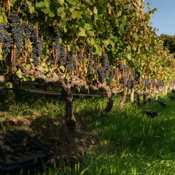 Beau Constantia Vineyard