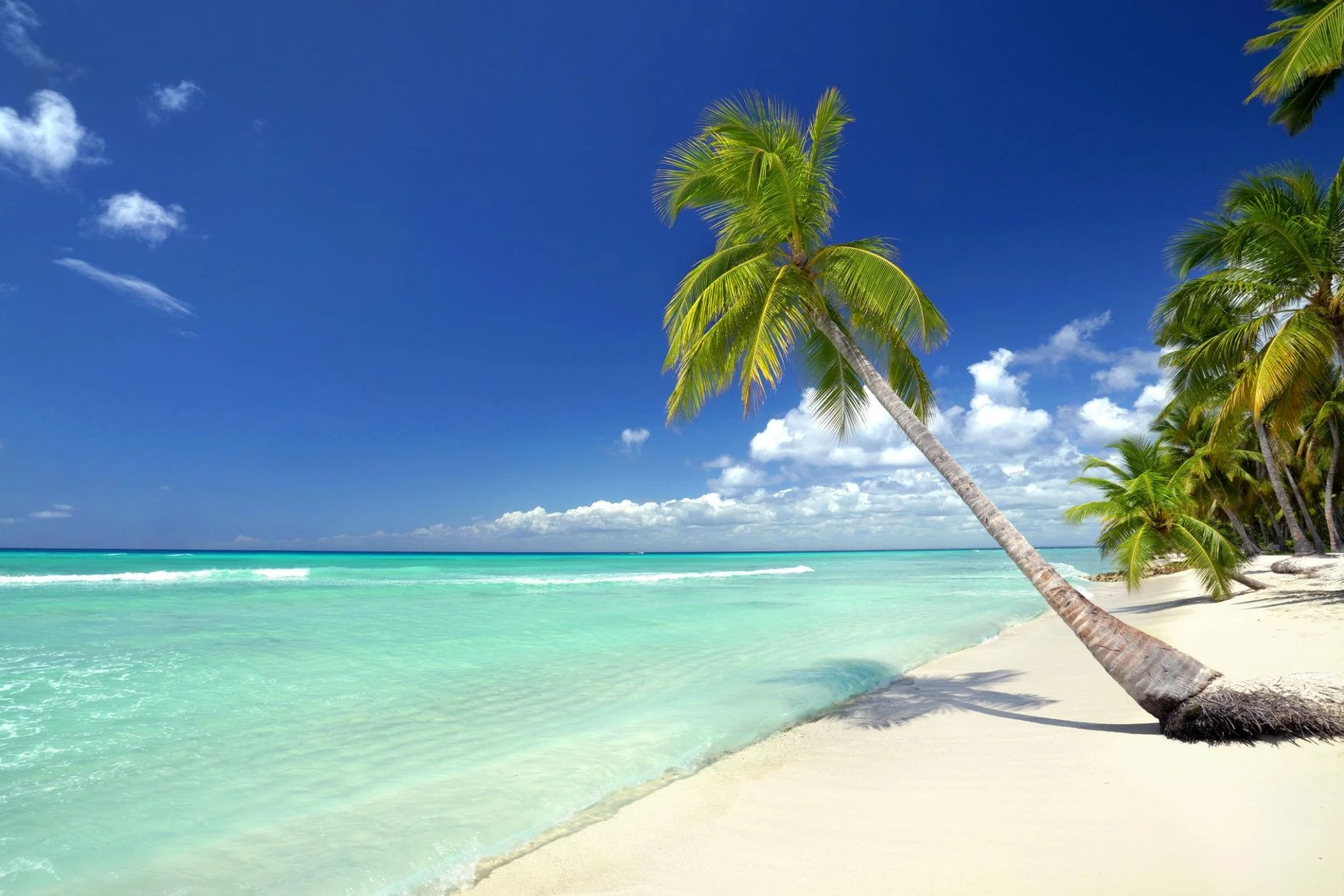 palm tree.jpg