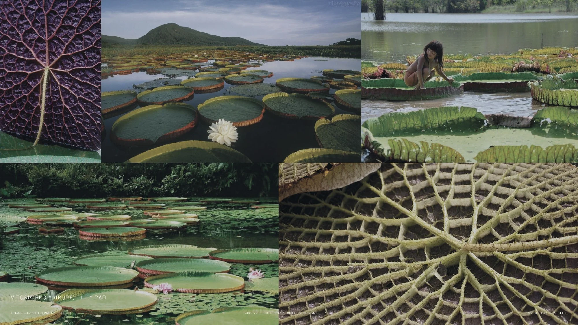 2021 0511_ARCH793_THIAGO LISBOA_THESIS PRESENTATION_Page_15.jpg