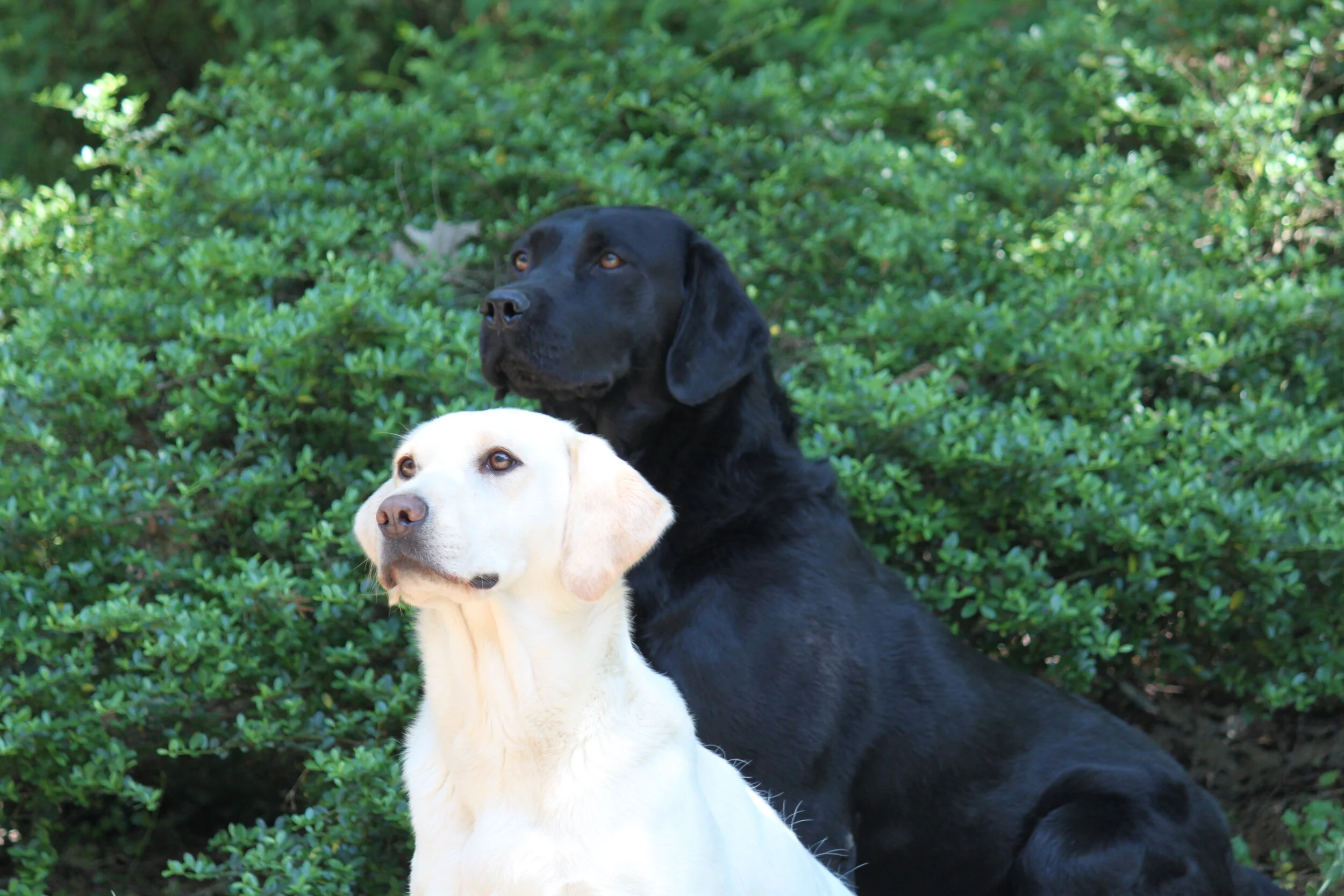 Holly and Dougie 2.JPG