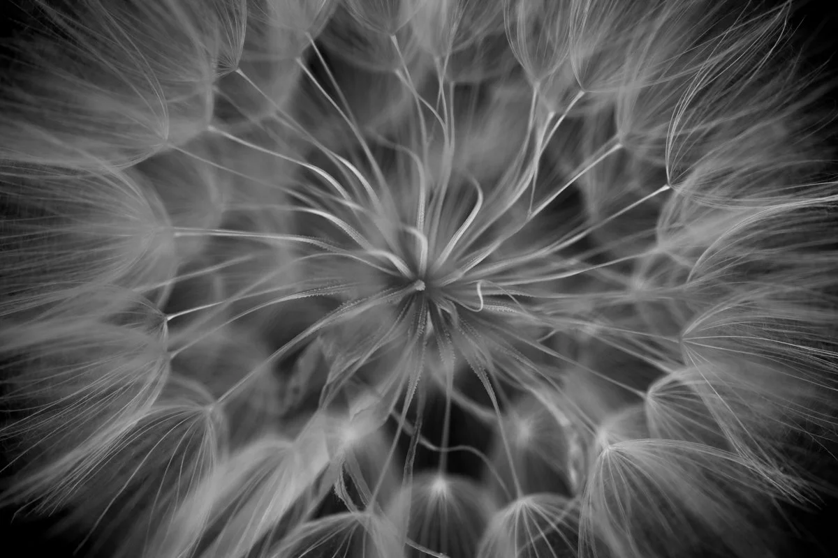 990_078_Taraxacum_23_PvonAh.jpg