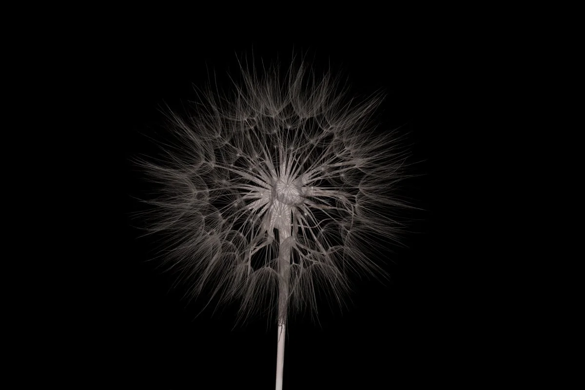 990_078_Taraxacum_12_PvonAh.jpg