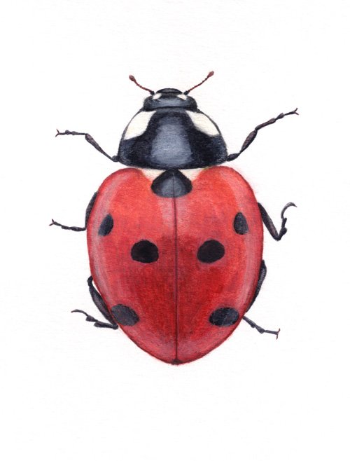 Ladybug