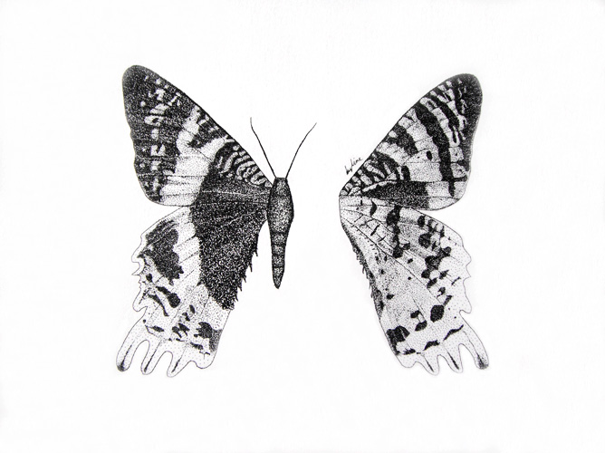 Sunset Moth