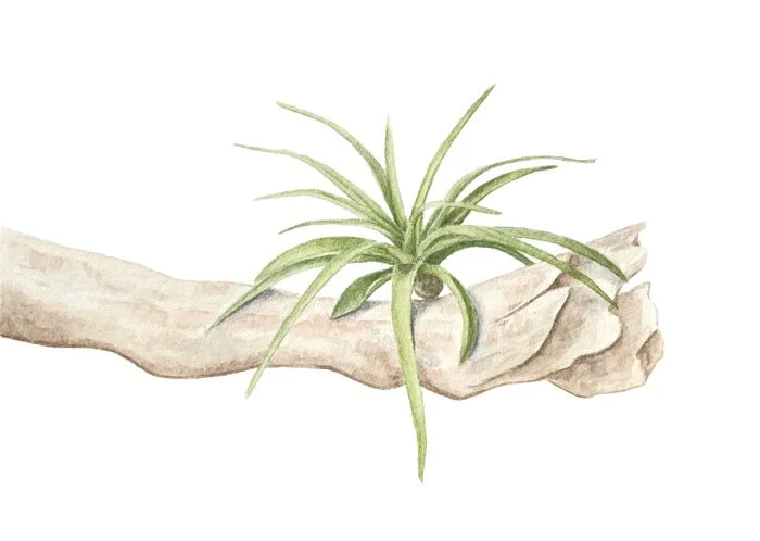 Air Plant