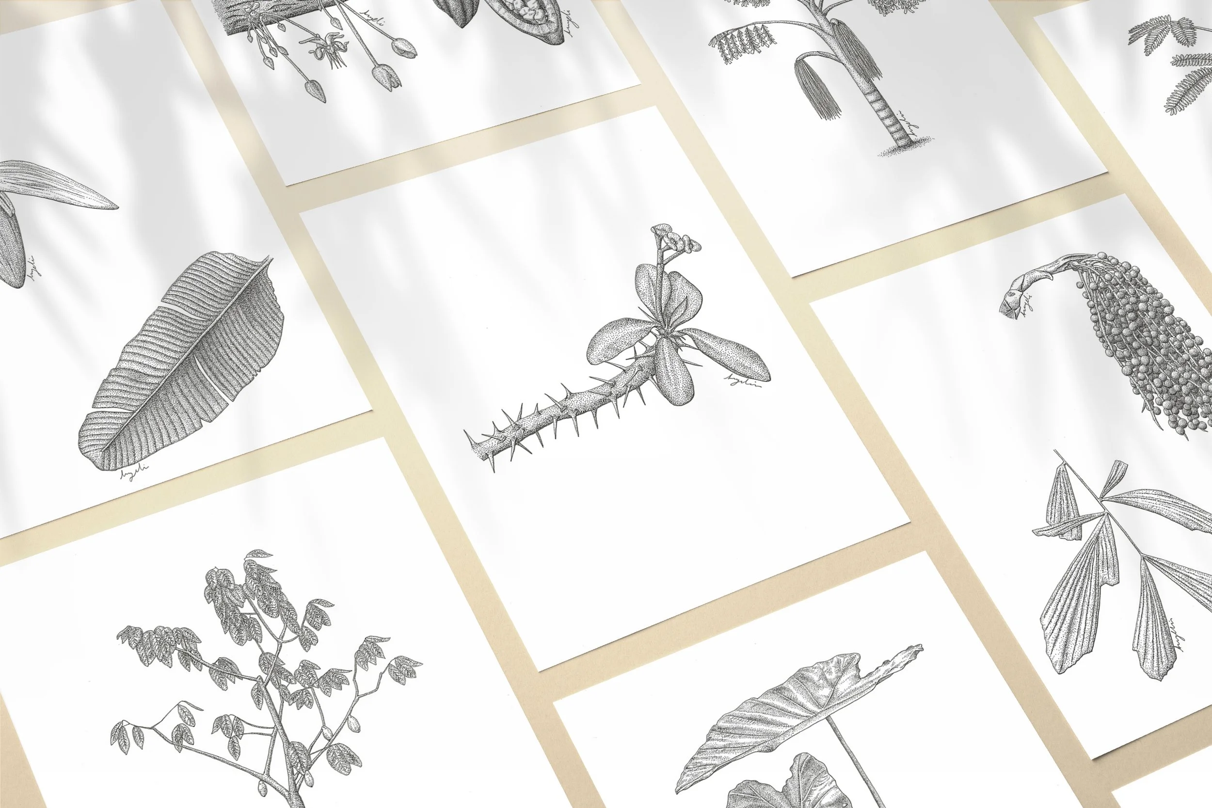 QC Botanical Illustrations Set 2.jpg