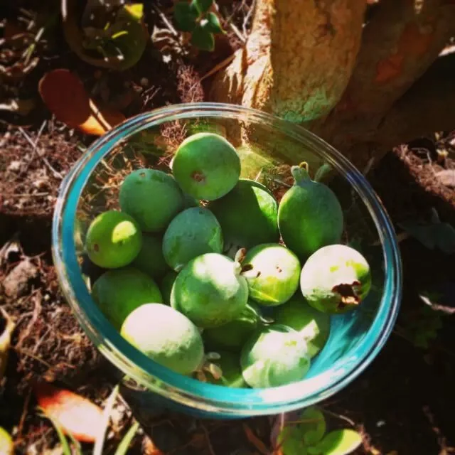 旱年救树 （2014-10-29）