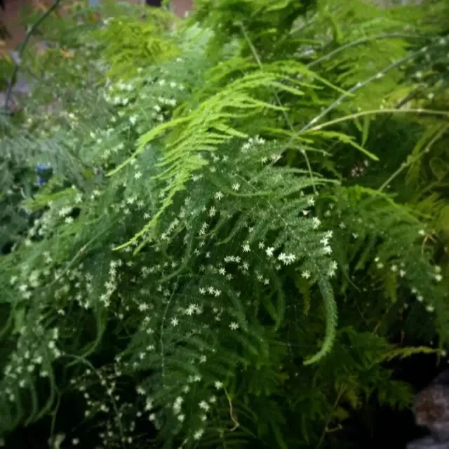 文竹开花，千年一见 （2014-9-29）