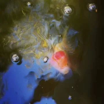 失而复得的鱼 （2014-9-20）