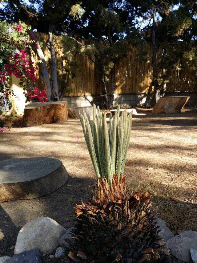 铁树新芽（2014-6-29）