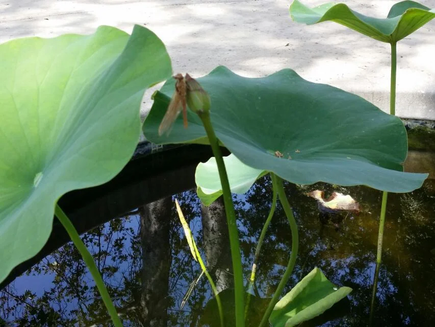 羽化 （2014-6-24）