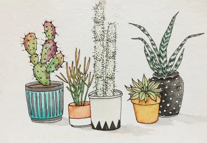 白色的玫瑰和春天的多肉（2014-5-7）