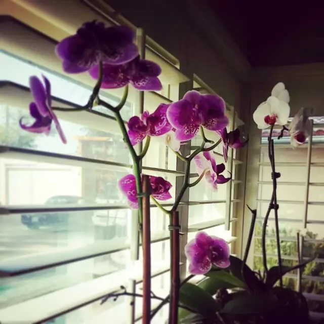 春宴 （2014-3-28） 