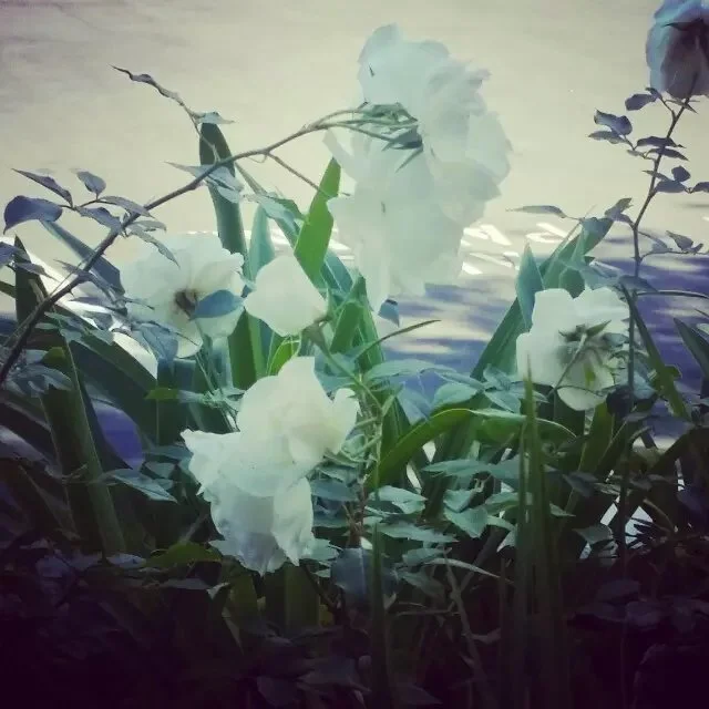 文王梦话 （2015-3-30）