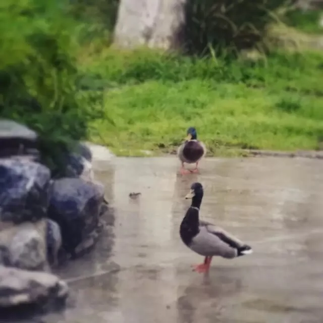 心安理得 （2015-2-25）