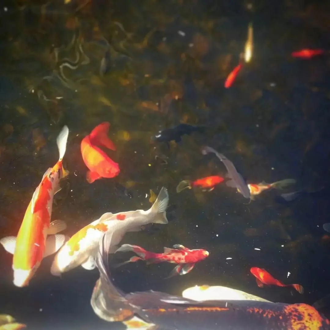 魚池會產生魚嗎？（2018-12-24） 