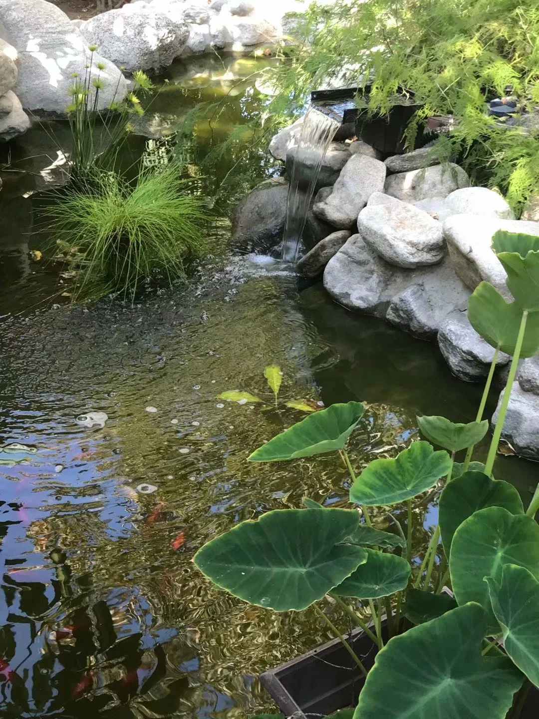 蒼蠅不會自己走掉 （2018-7-20）