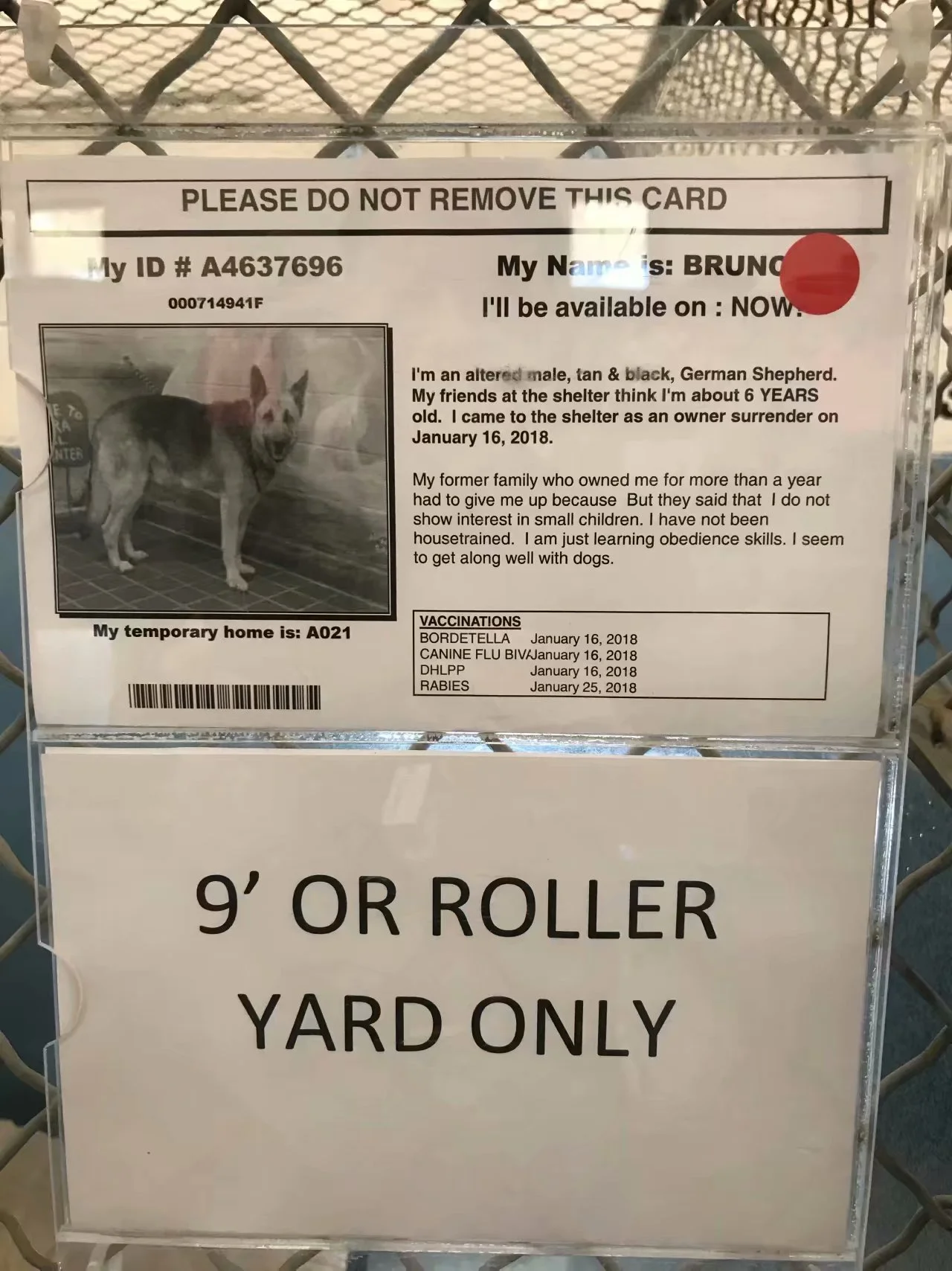 收养新狗Bruno （2018-1-31） 