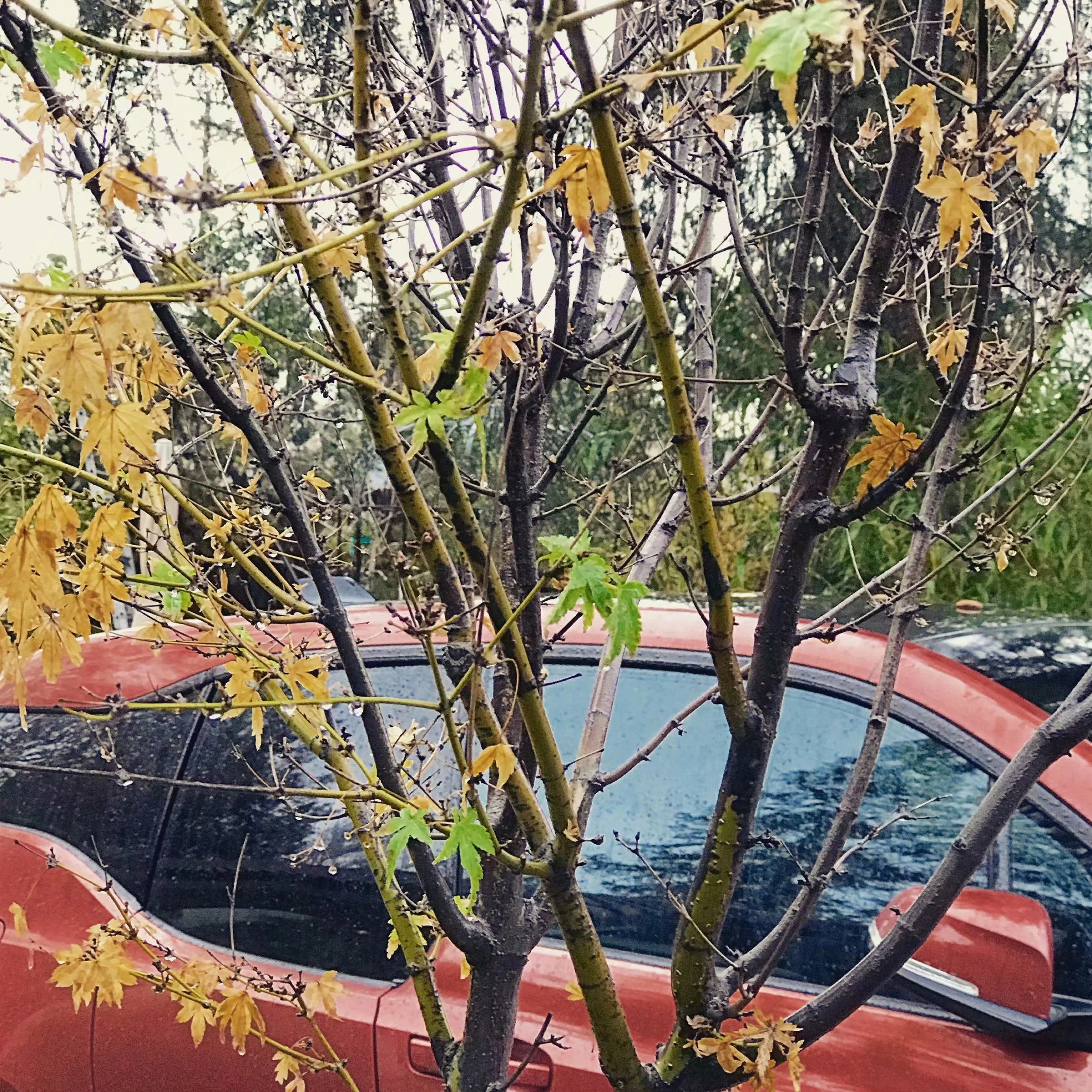 雨中，一切天然 （2018-1-9）