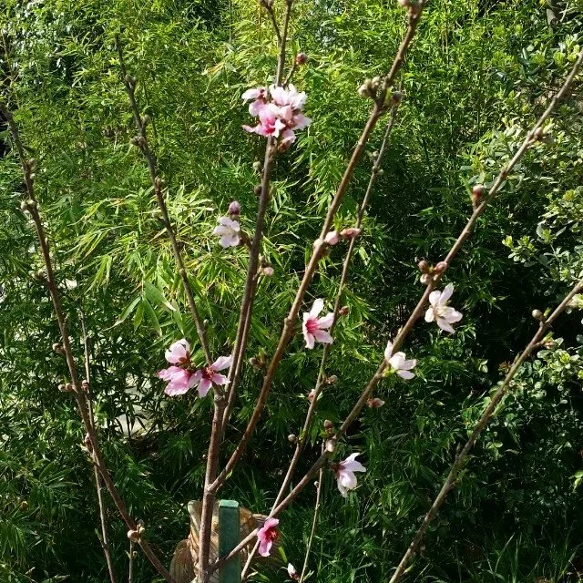 桔树与桃树 （2016-2-20） 