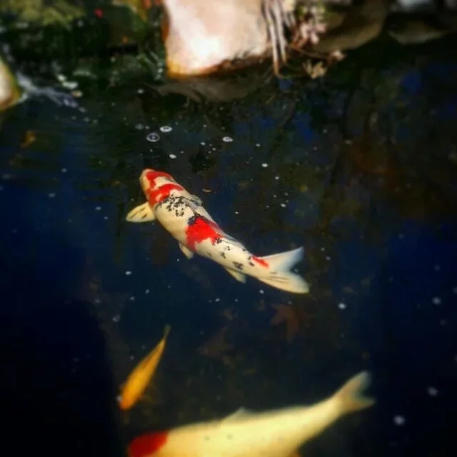 上国真经 （2016-2-16） 