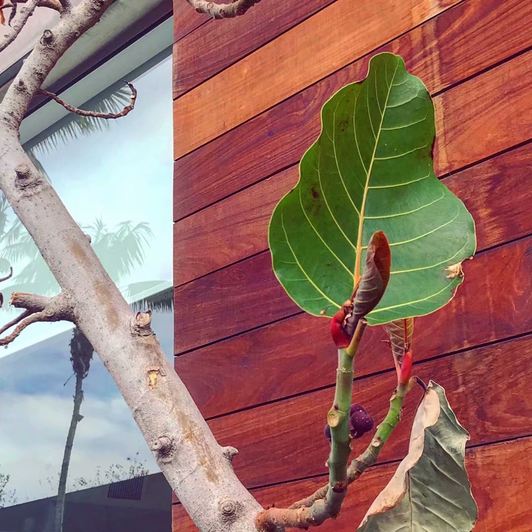 2019 藥 （2018-12-28） 