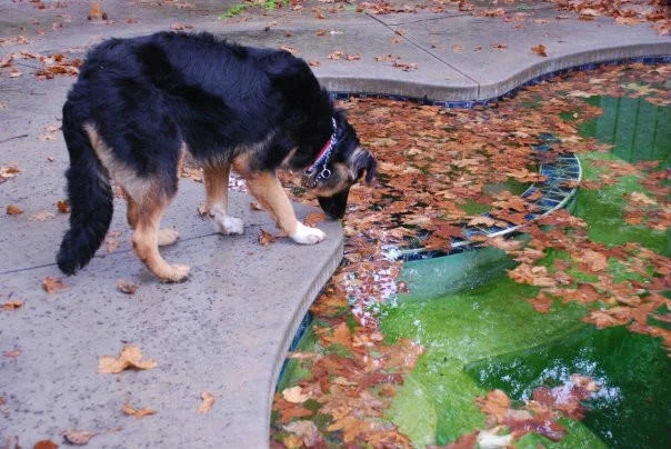 Max走了 ...... （2013-2-8）