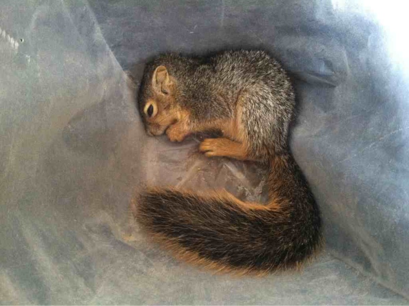 吓坏了的小松鼠 （2012-10-13）