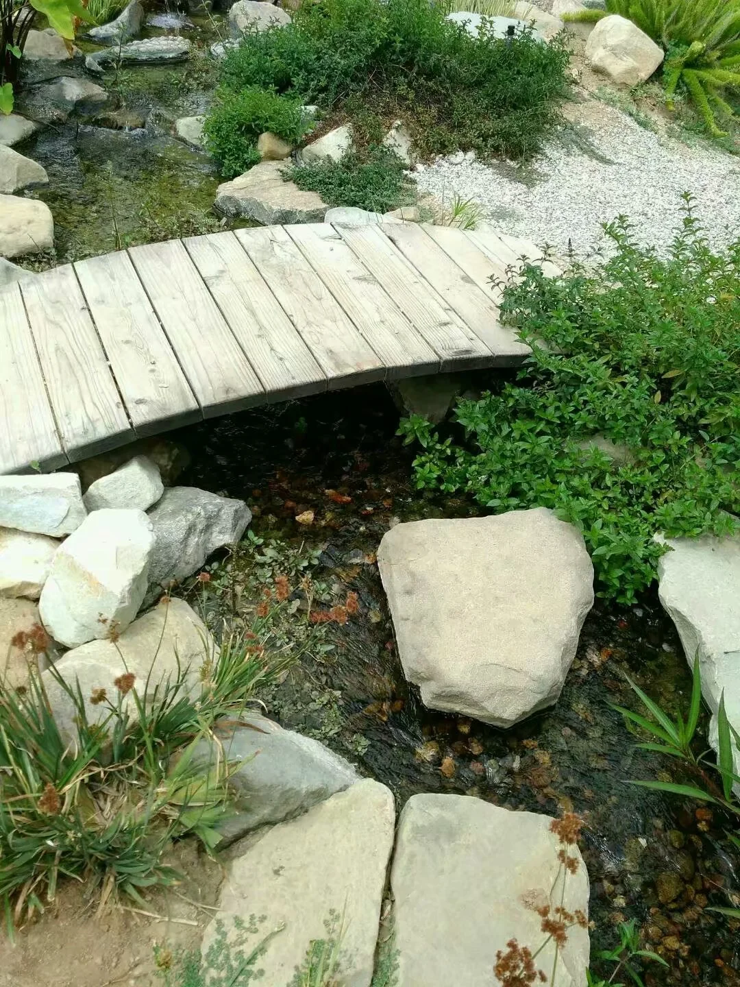 野草的坚持没有价值 （2012-7-7）