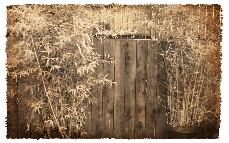 写意冬园 （2011-12-15）