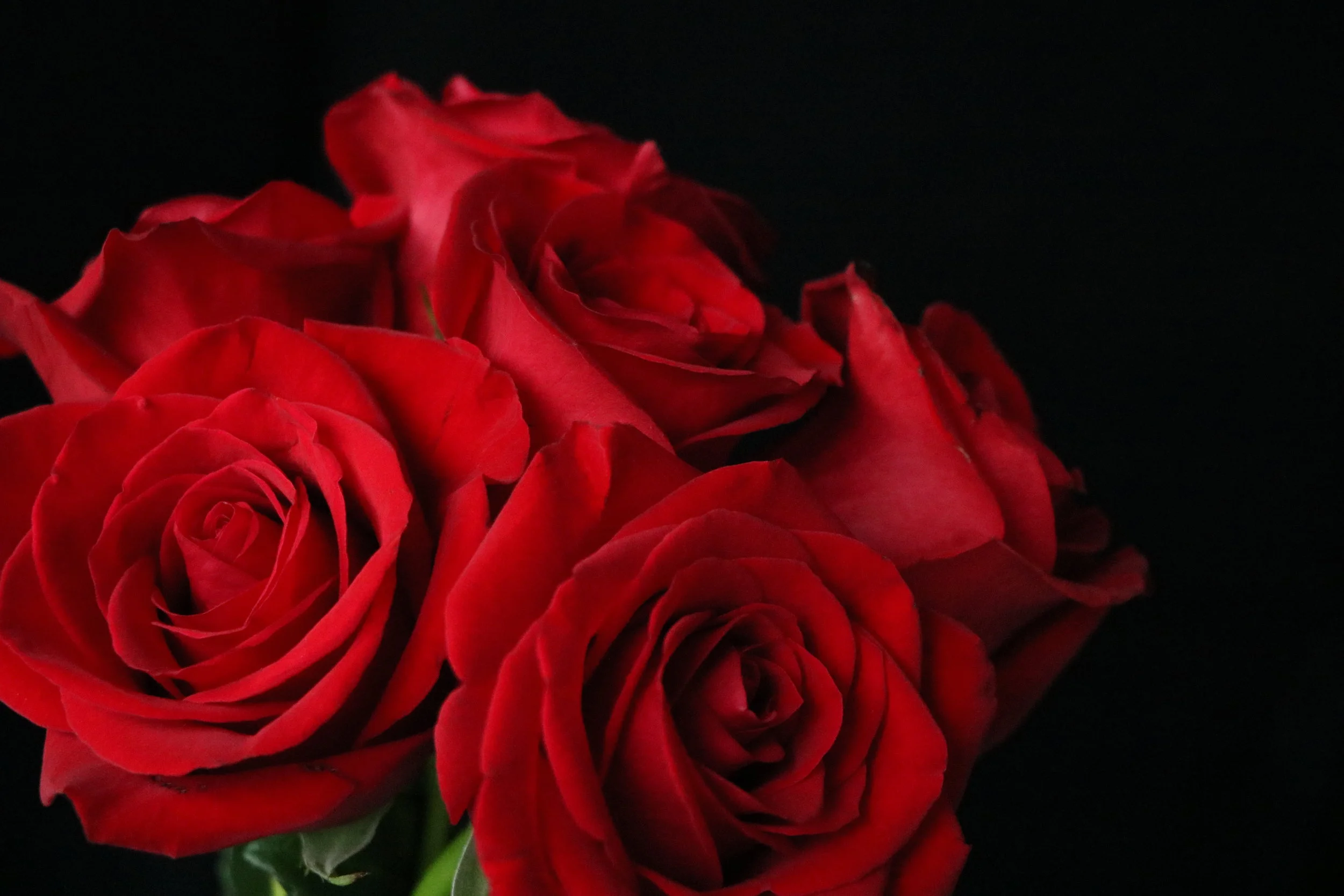 Natural Flowers | Natuflora display picture 1