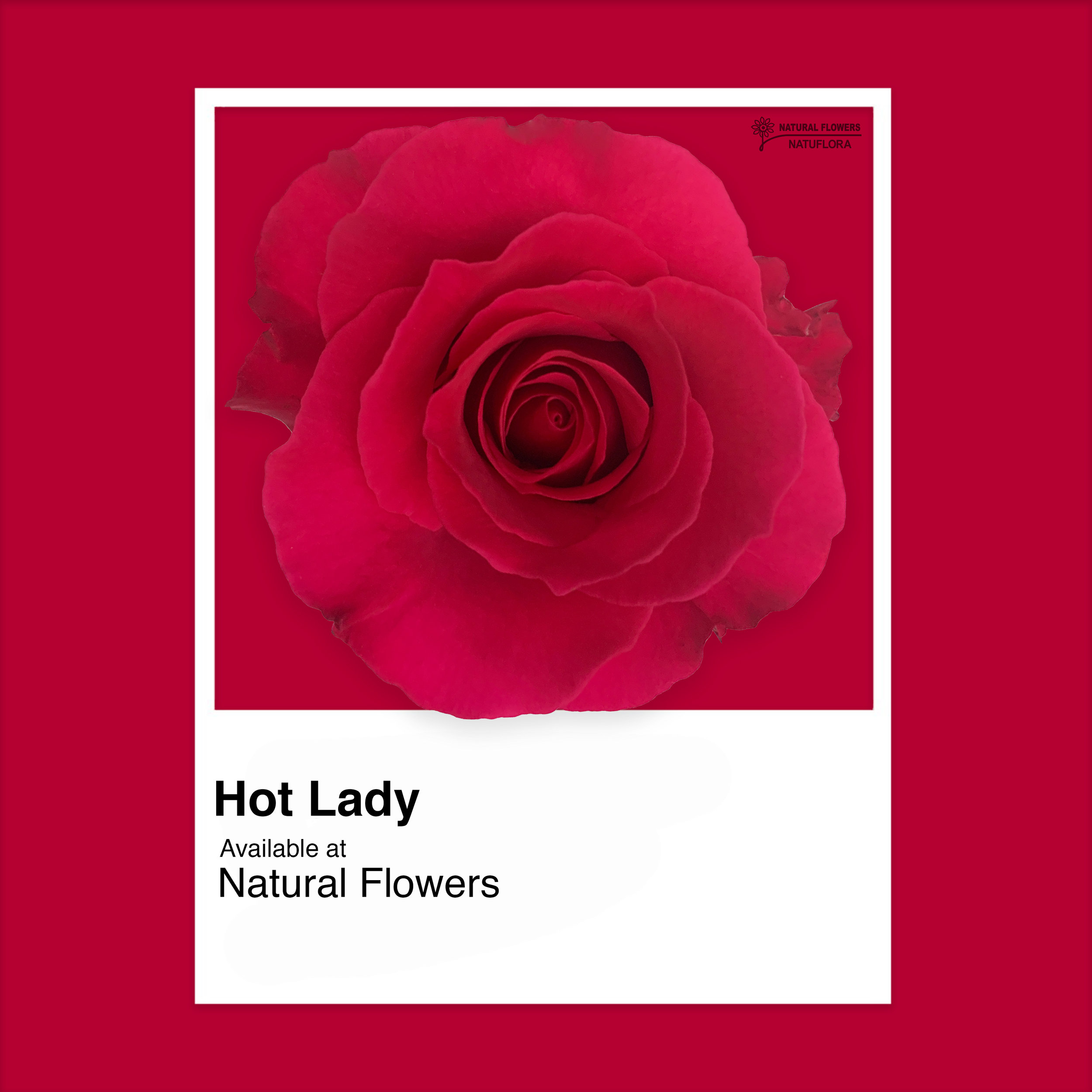 Roses - Hot Lady.jpg