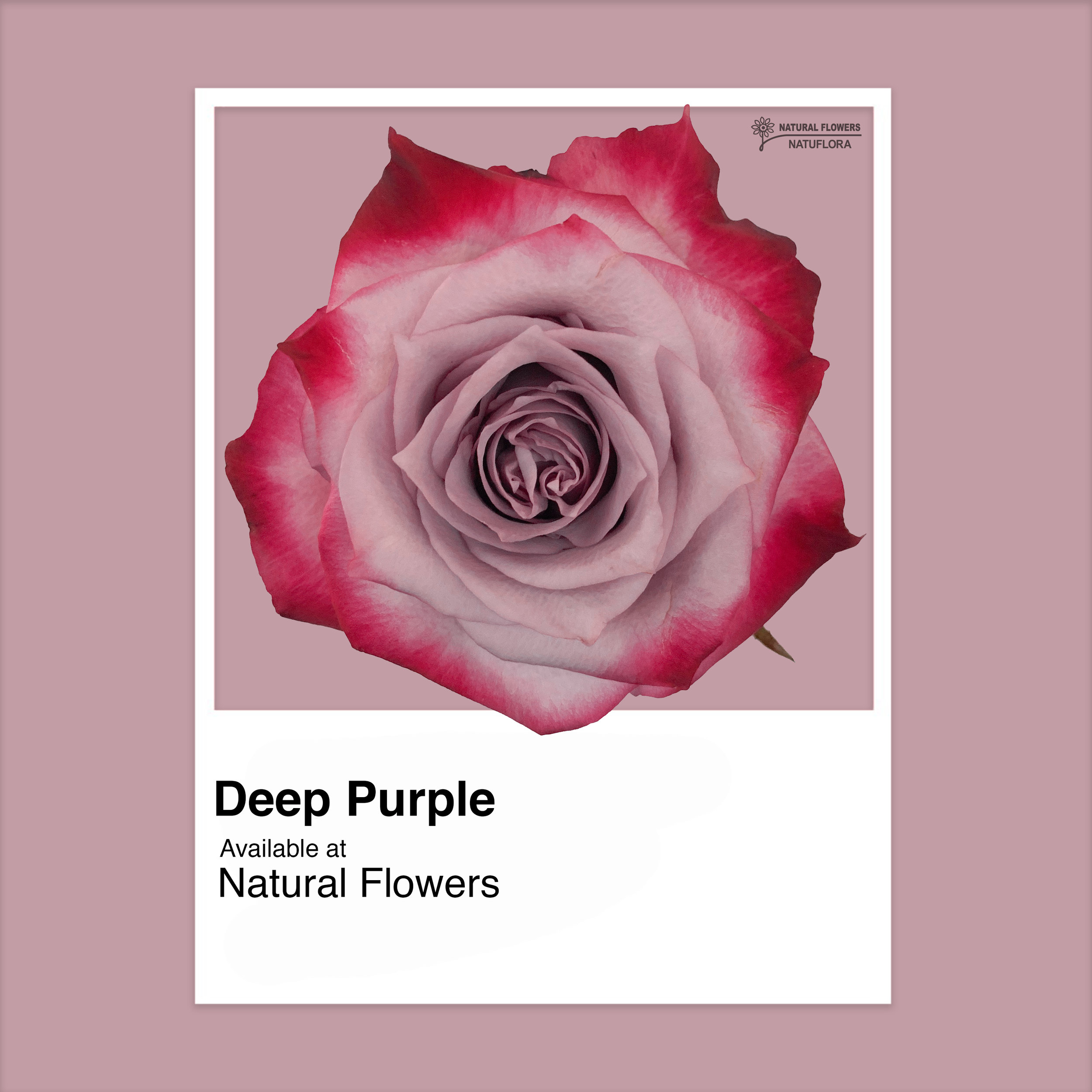 Roses - Deep Purple.jpg