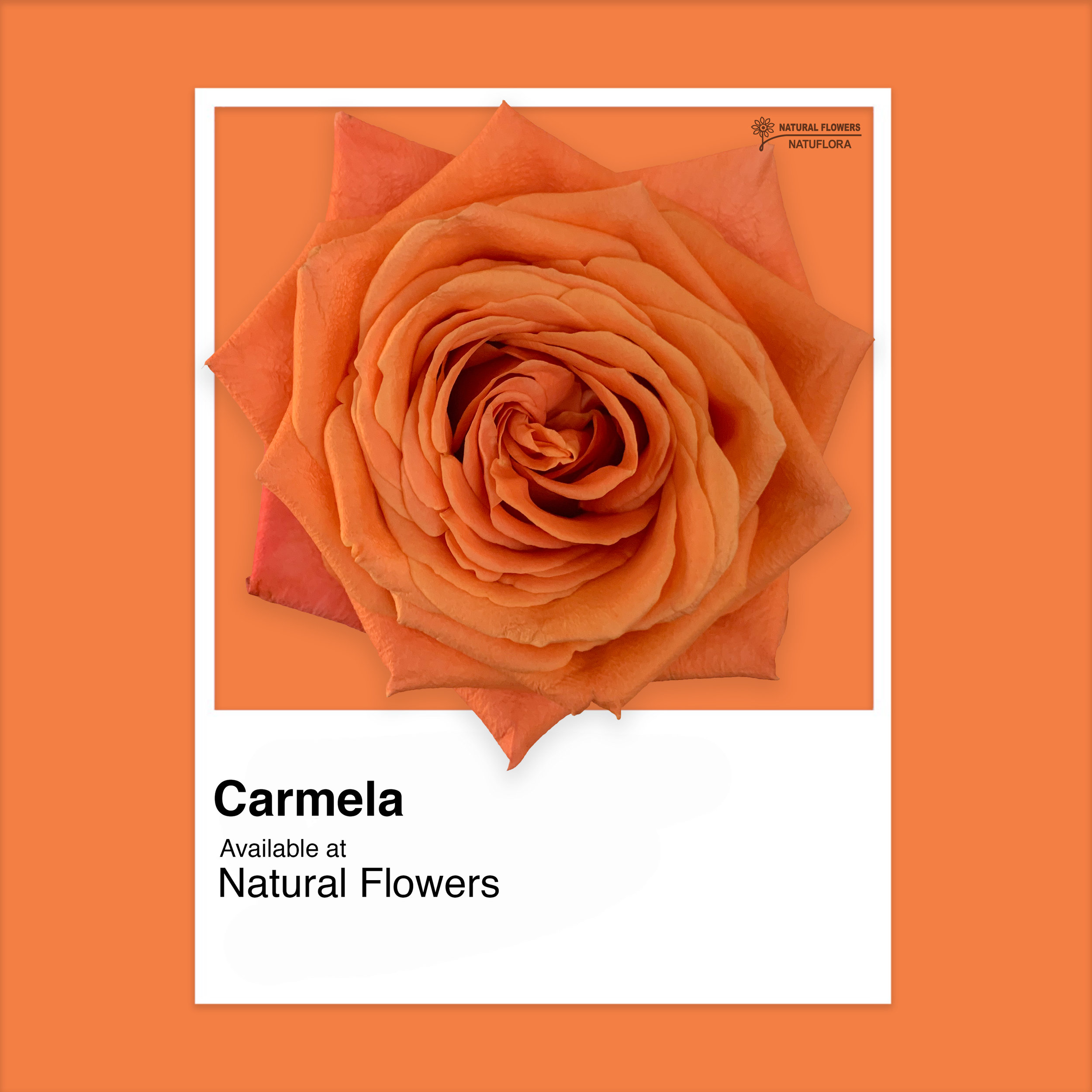 Roses - Carmela.jpg
