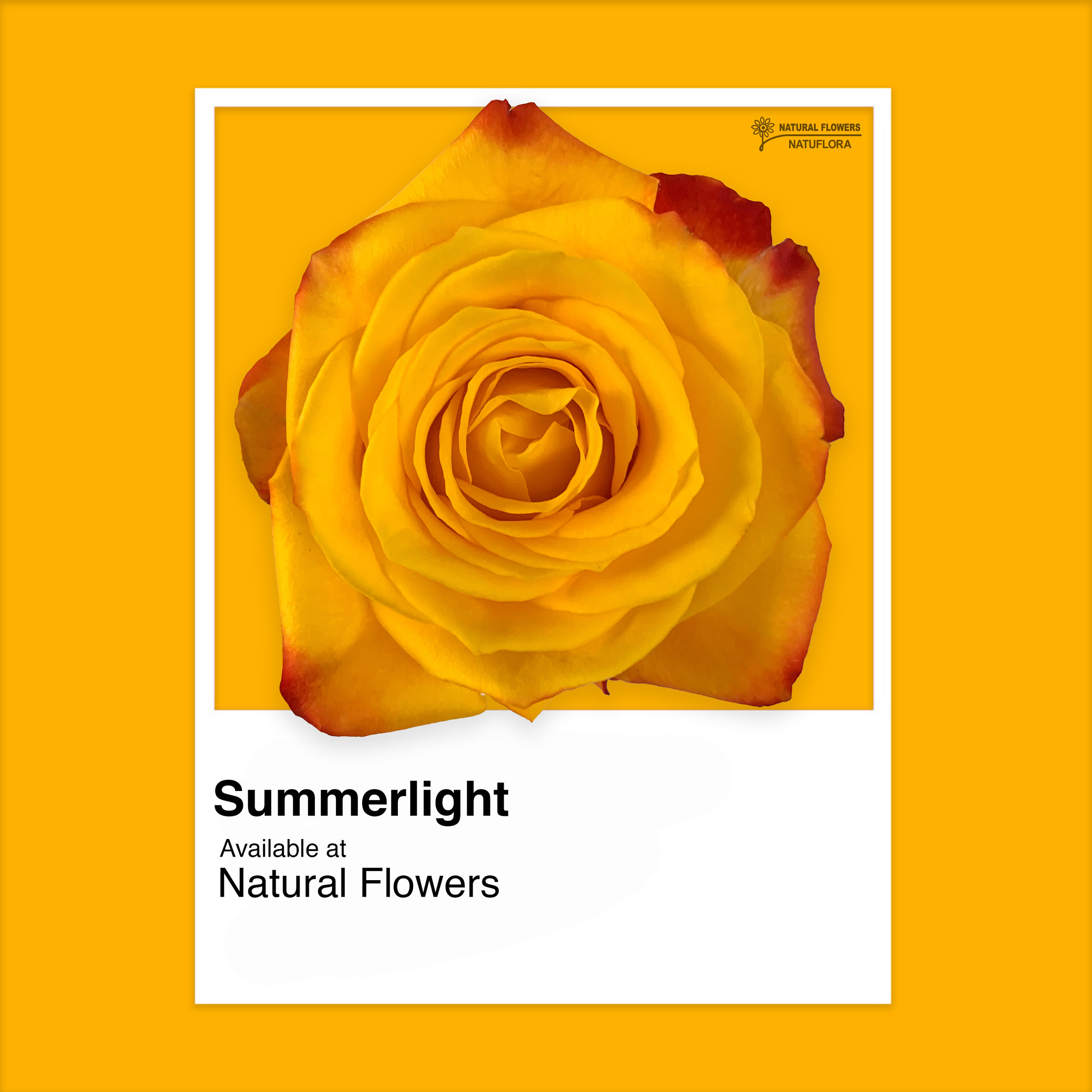 Roses - Summerlight.jpg