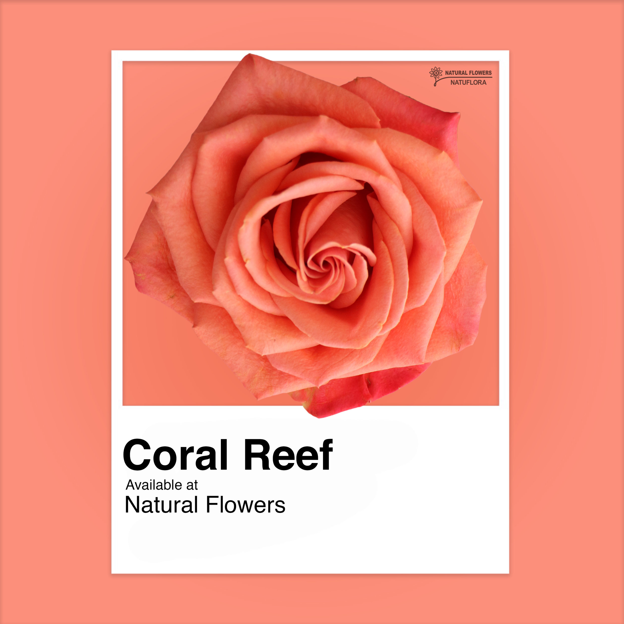 Roses - coral reef.jpg