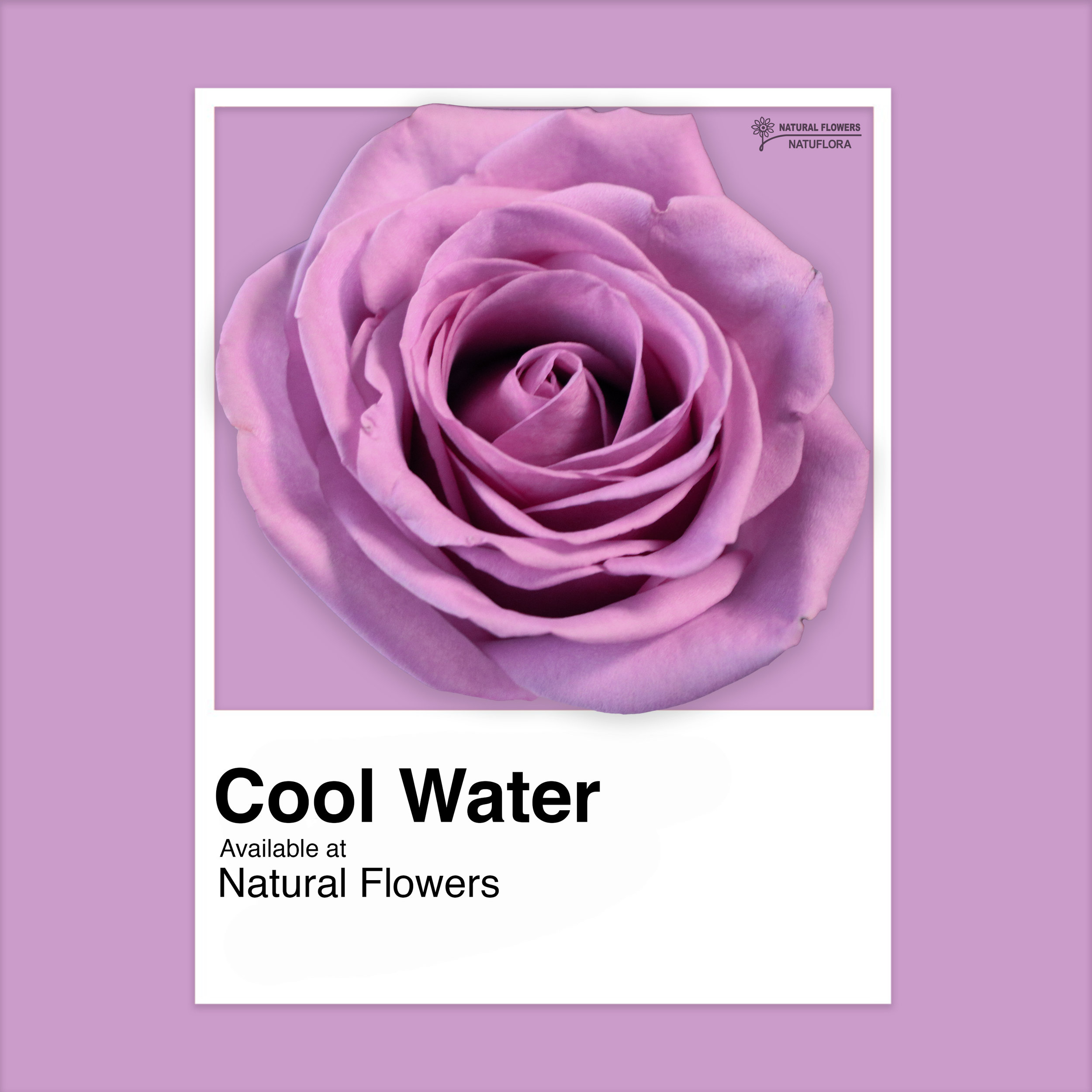 Roses - cool Water.jpg
