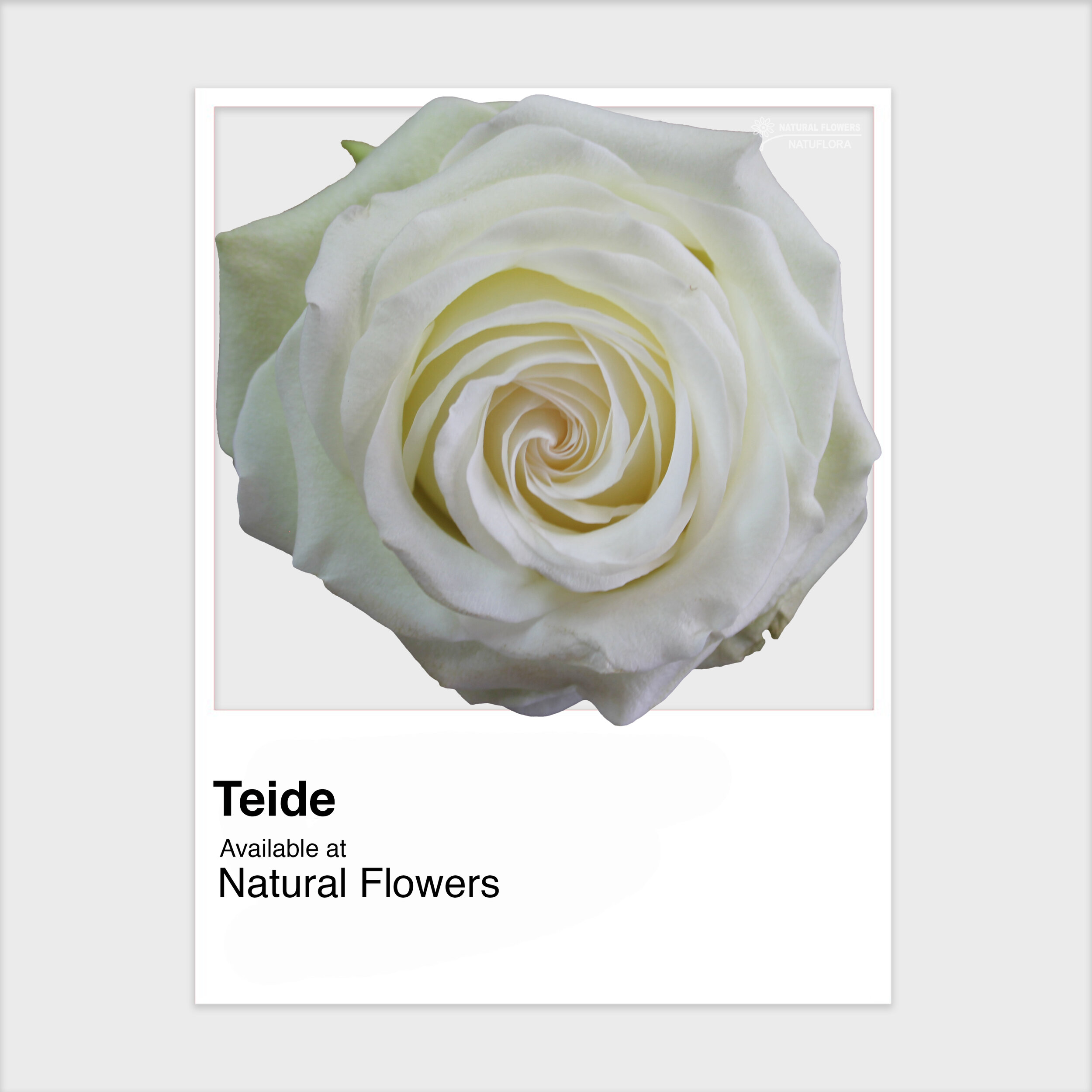 Roses - Teide.jpg