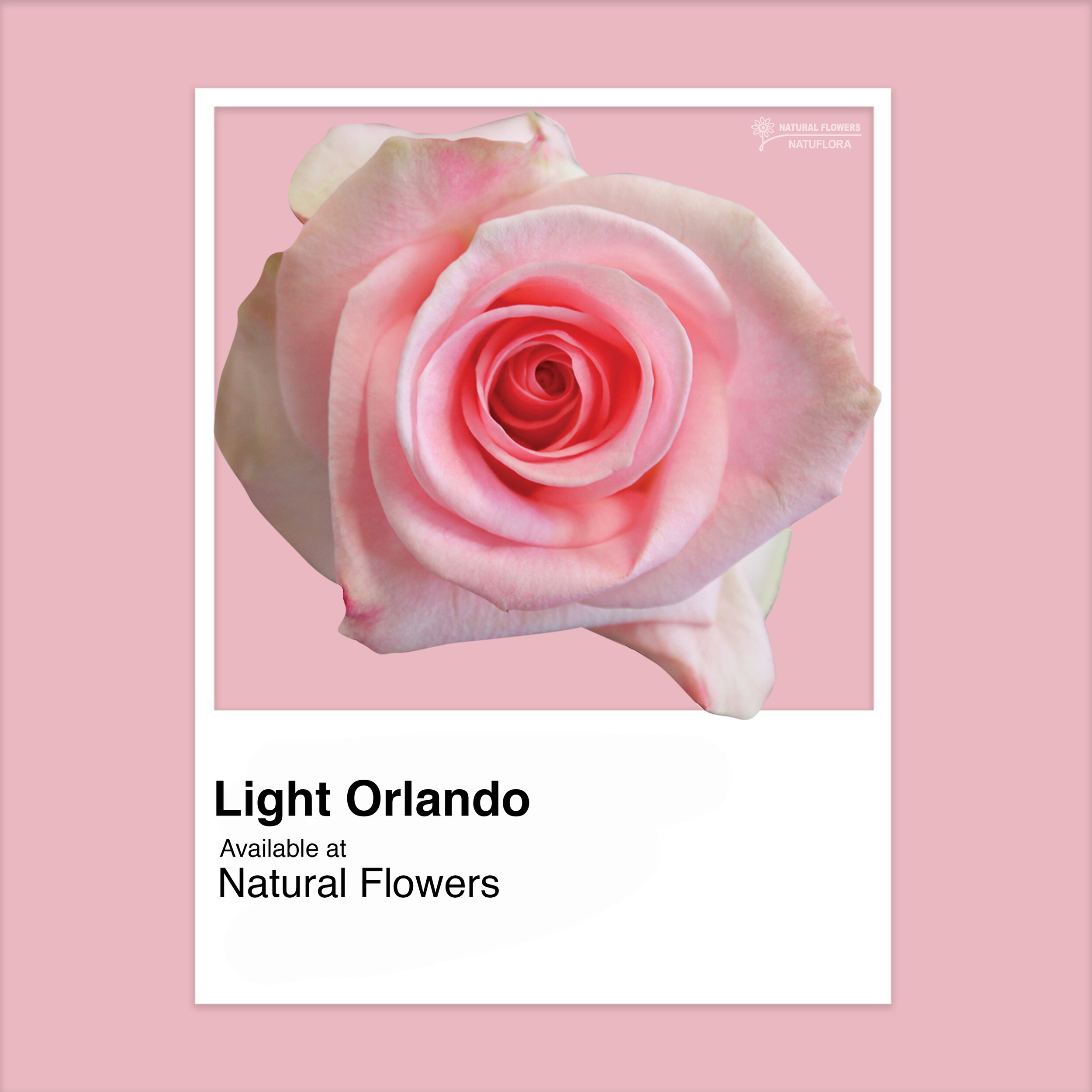 Roses - Light Orlando.jpg