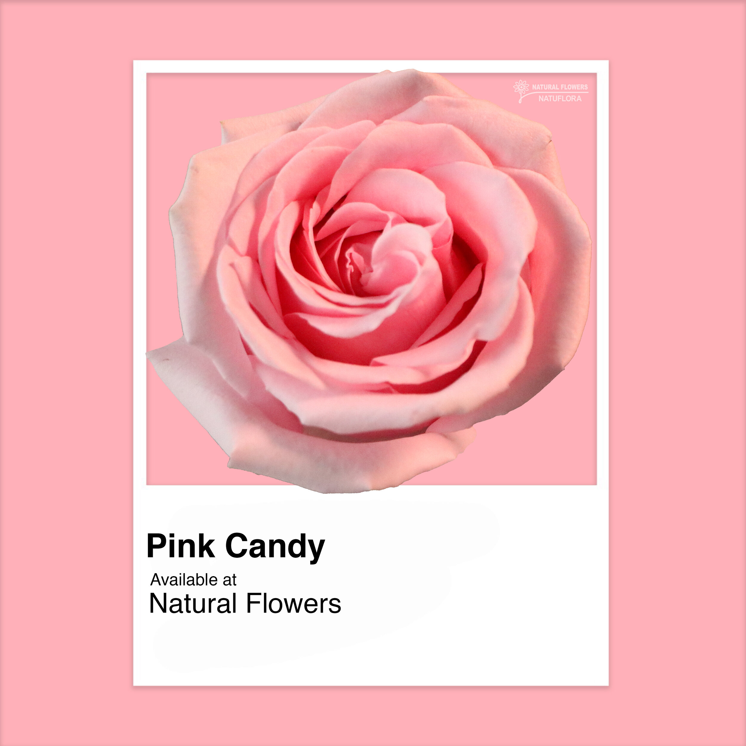 Roses - Pink Candy.jpg
