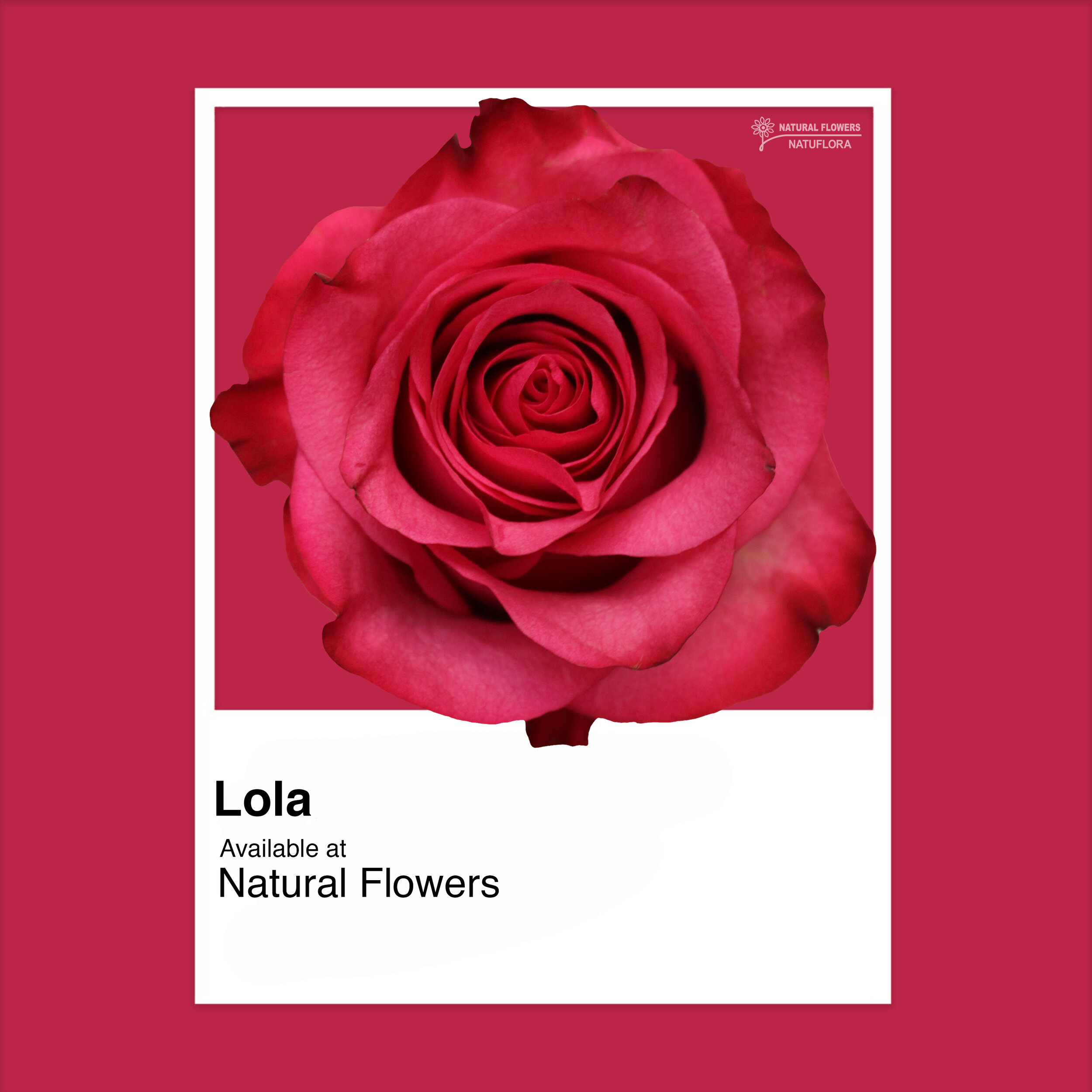 Roses - Lola.jpg
