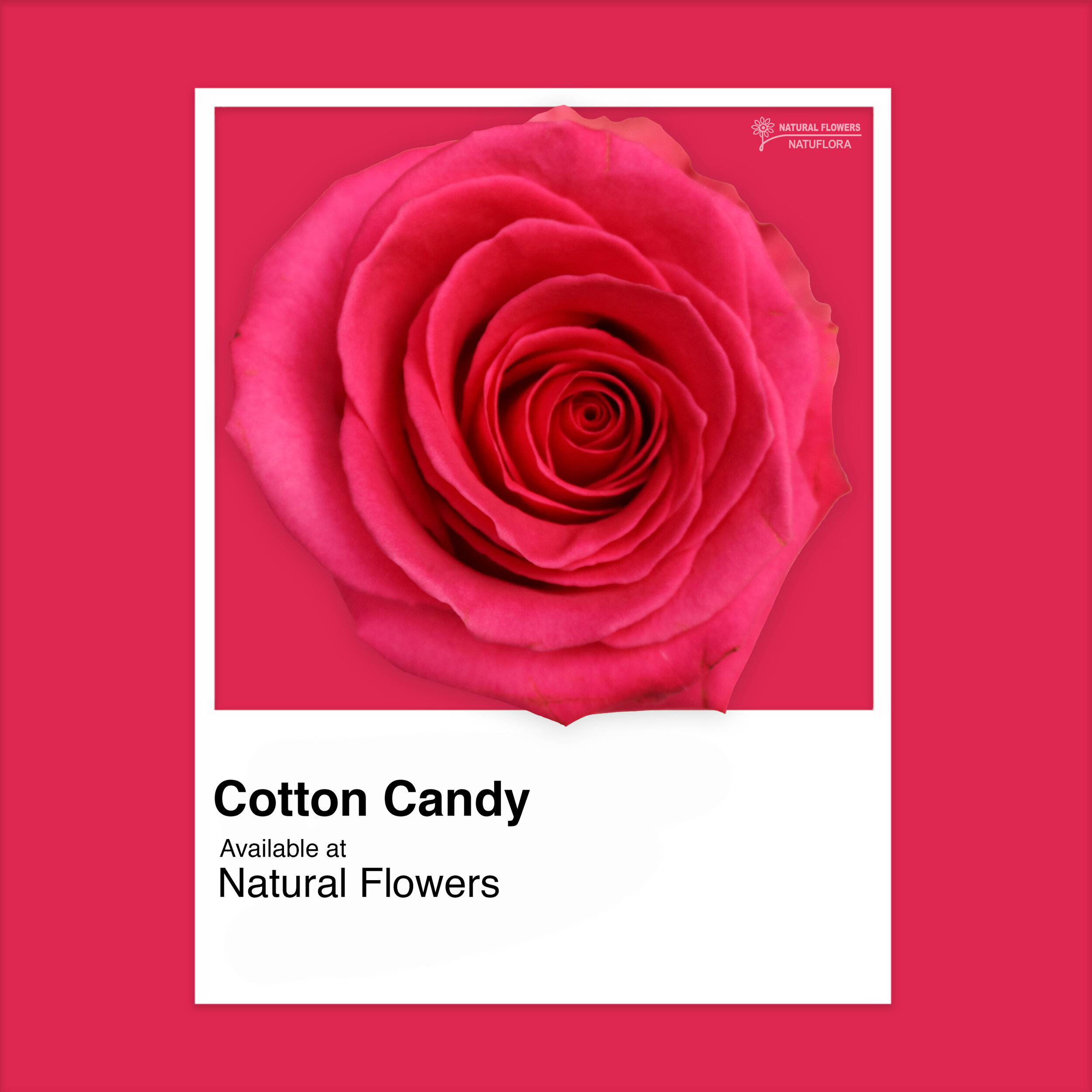 Roses - Cotton Candy.jpg