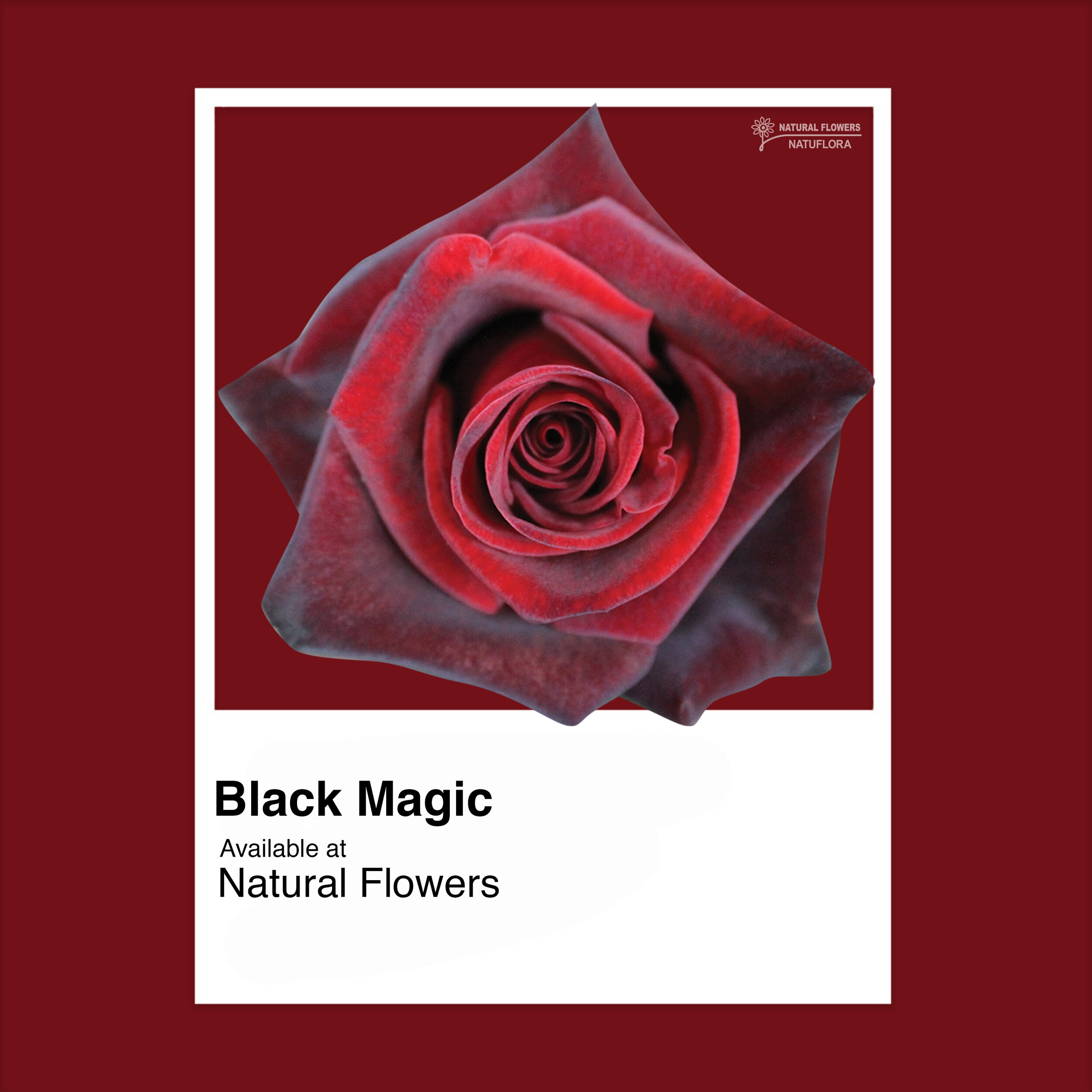 Roses - Black Magic.jpg