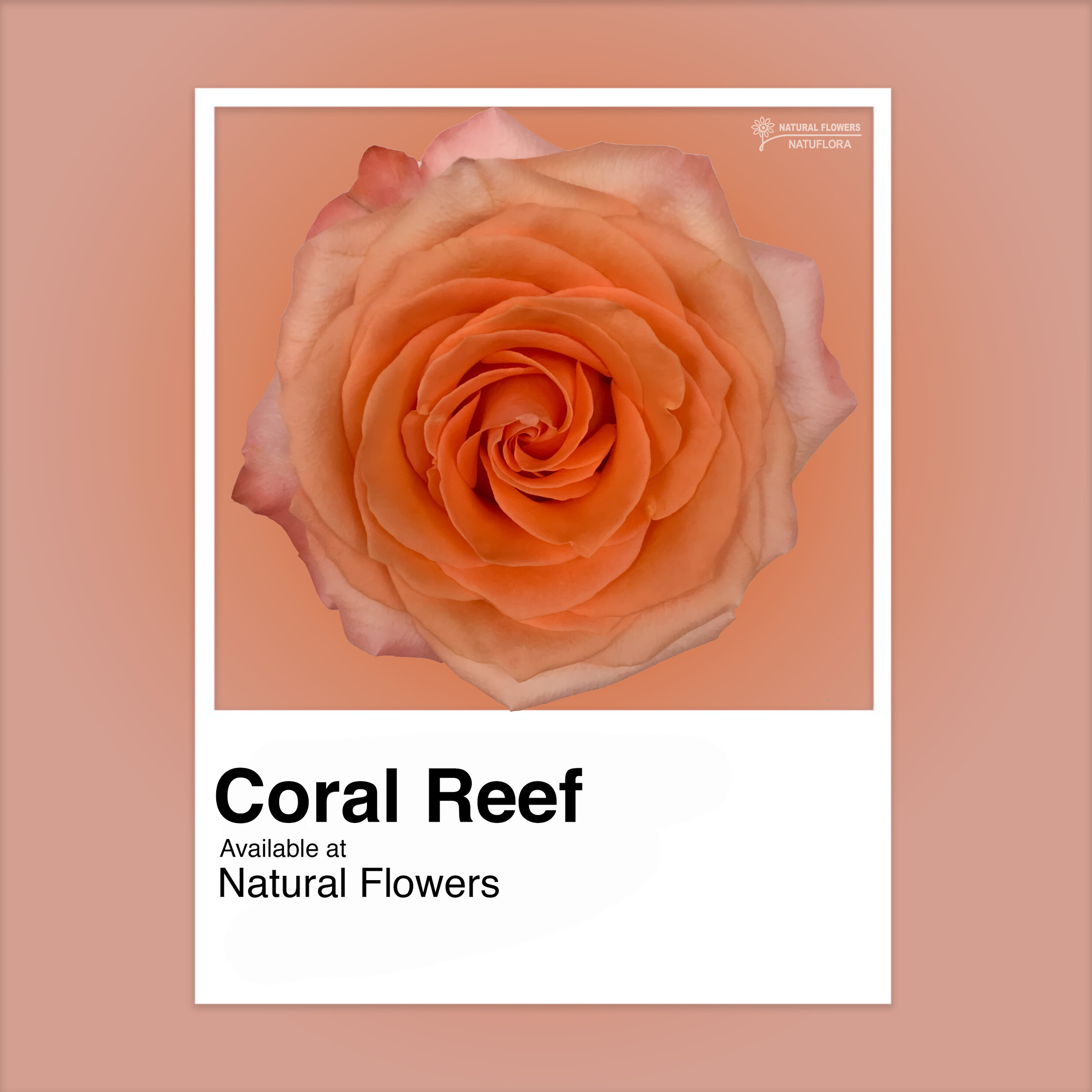 reef rose