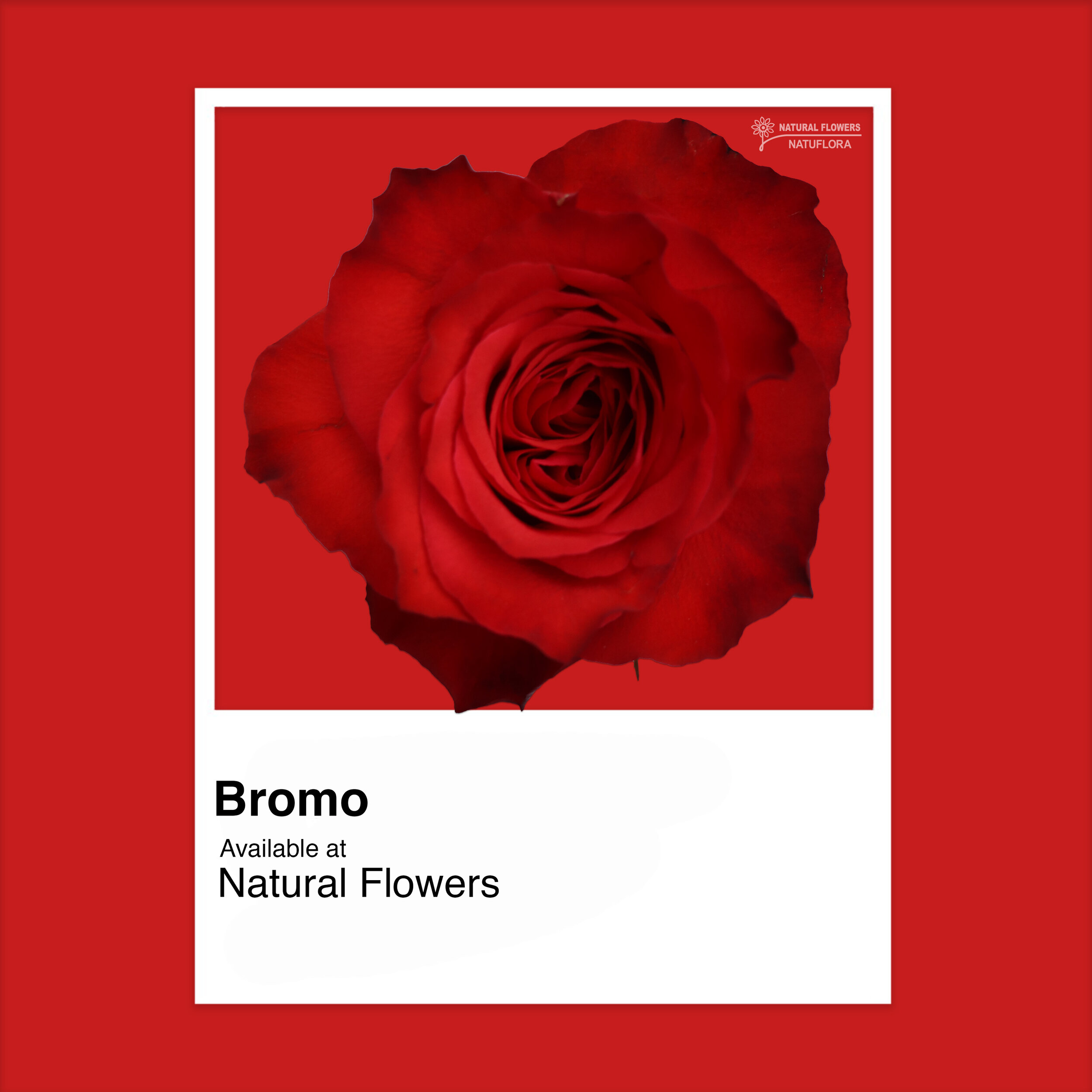 Roses - Bromo.jpg