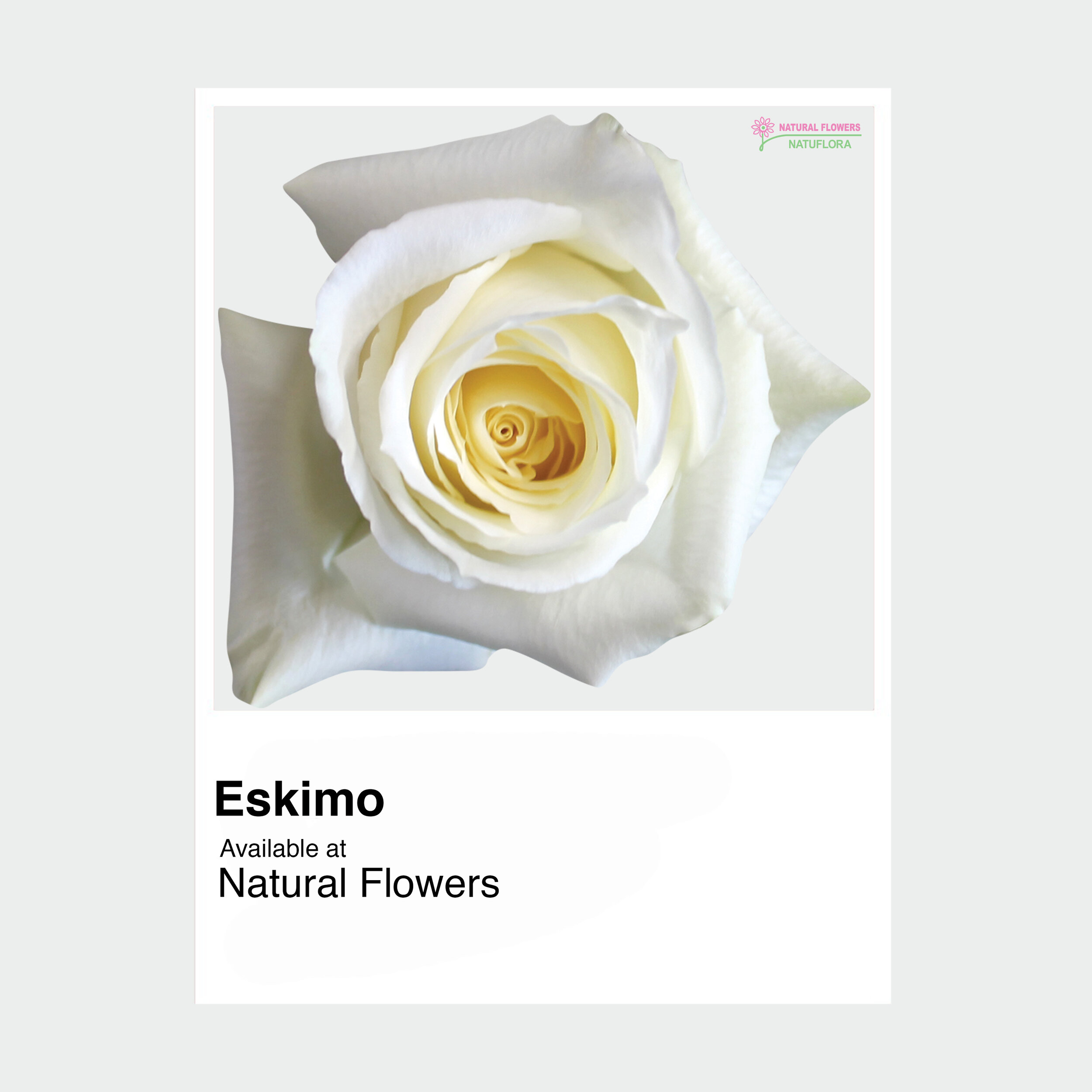 Eskimo Rose