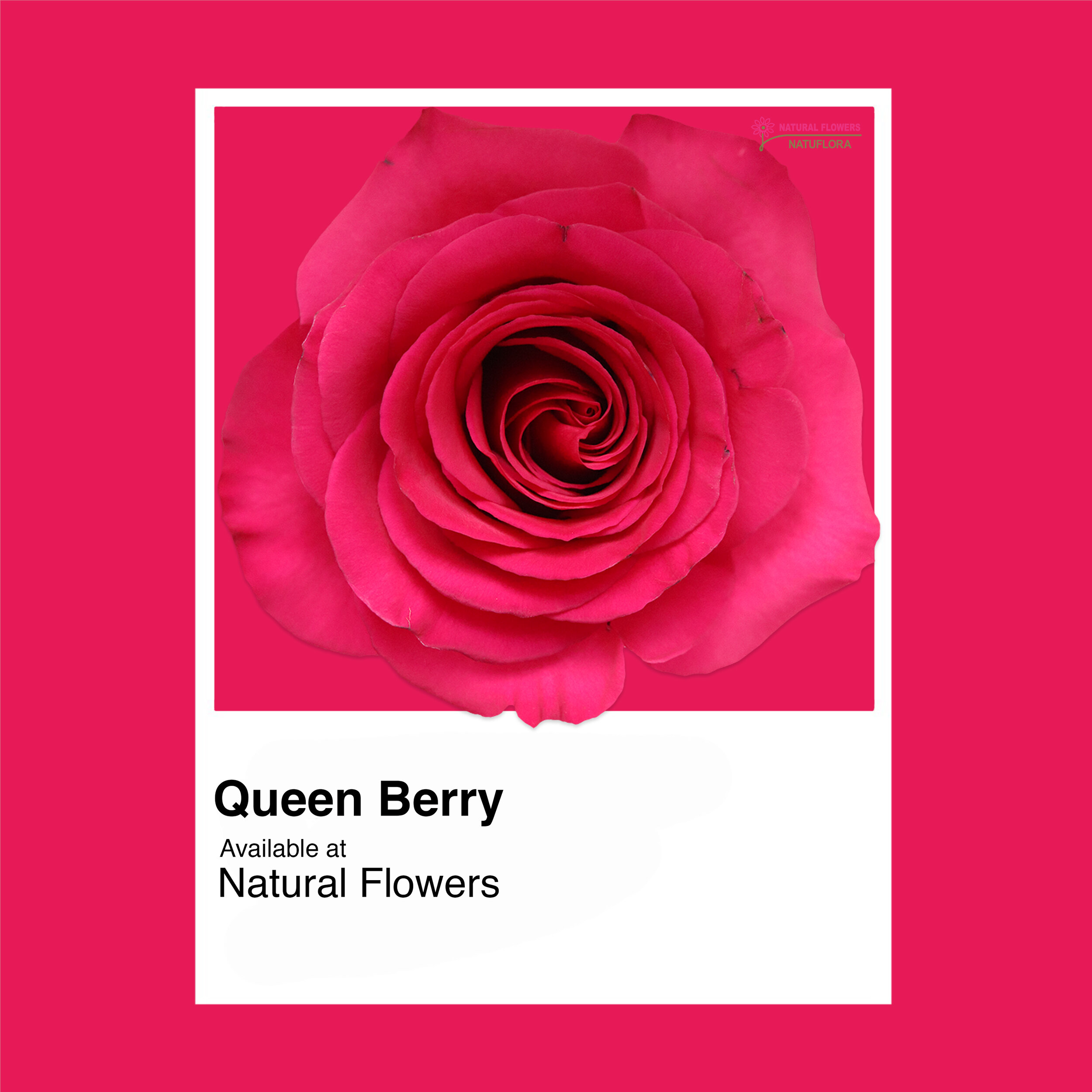 Queen Berry