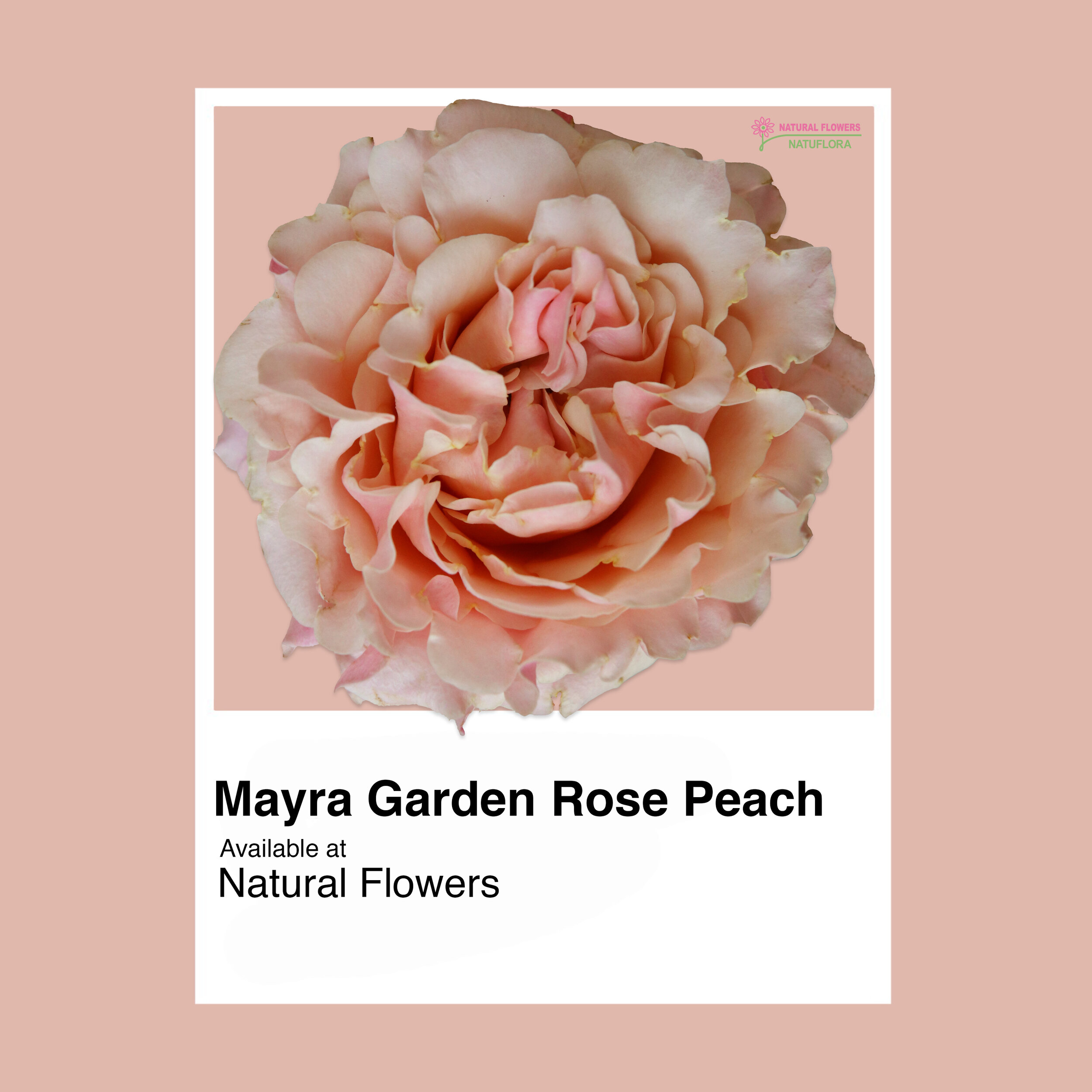 Mayra Garden Rose Peach