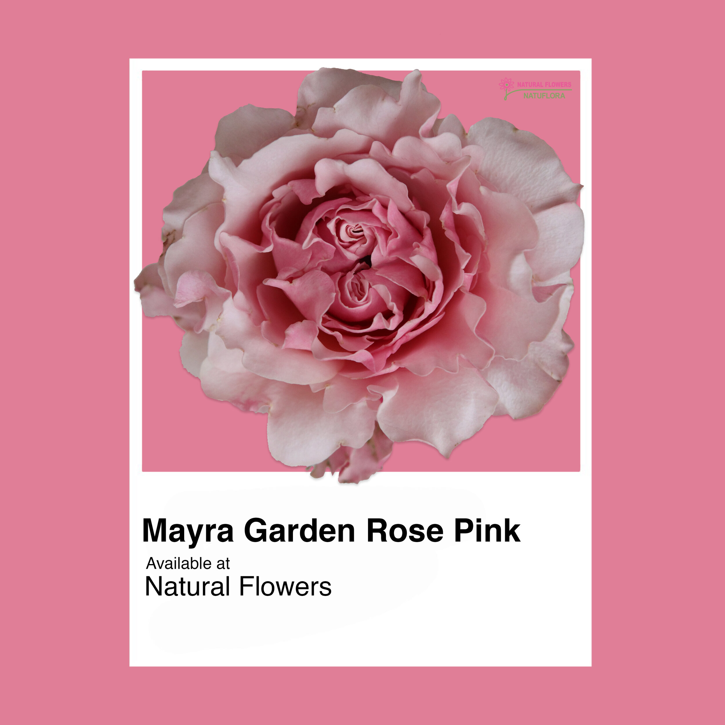 Mayra Garden Rose Pink