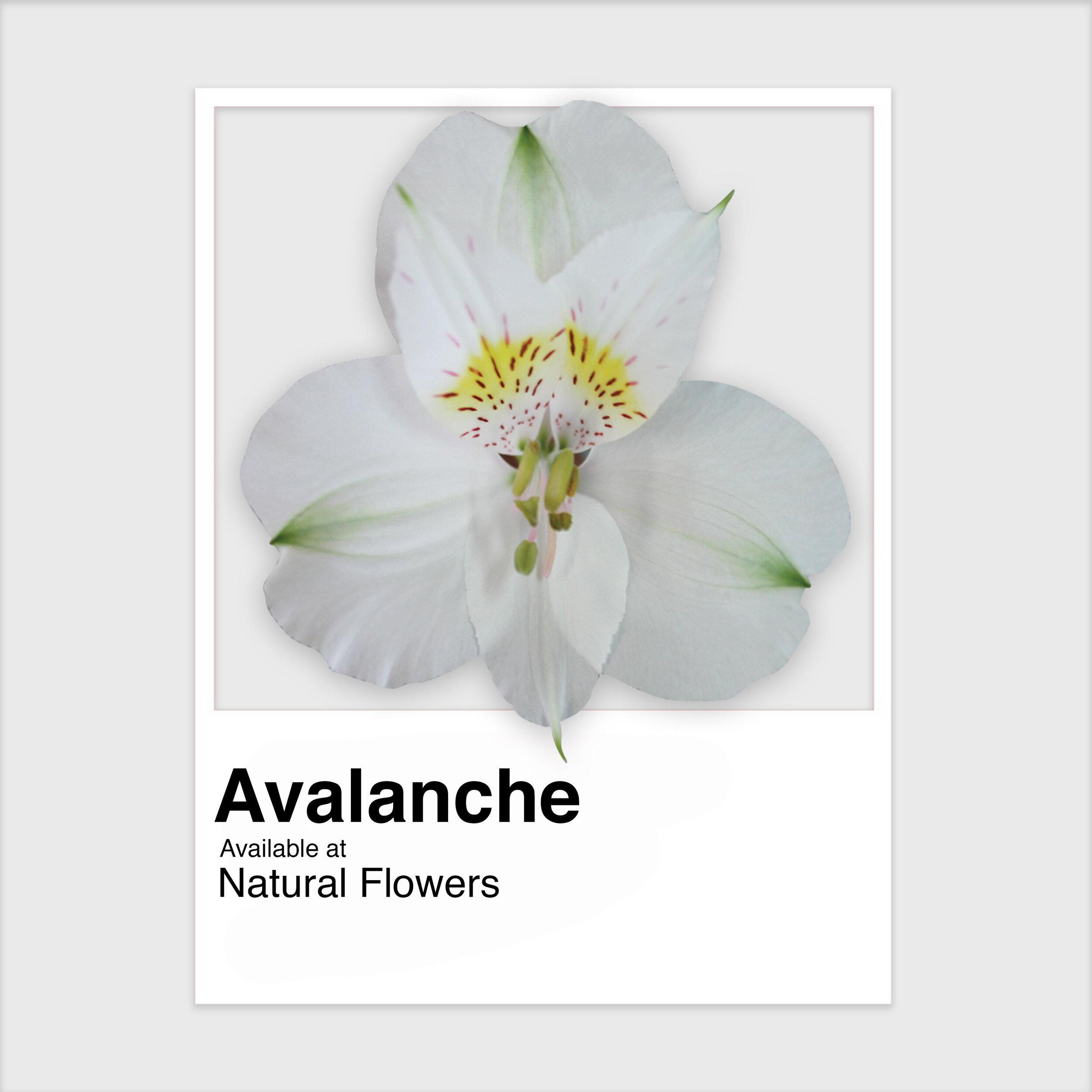 Avalanche Alstroemeria